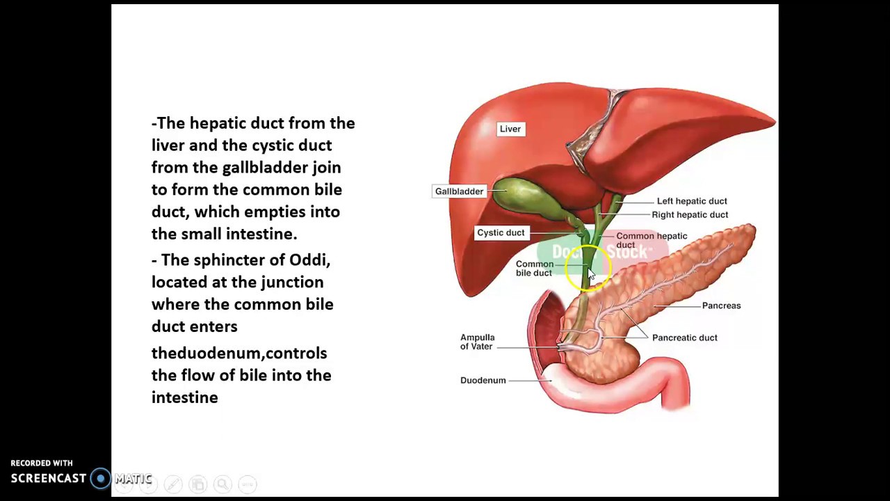 Anatomy And Physiology Of Liver Youtube