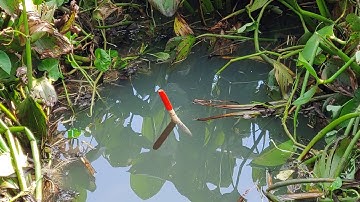 Câu Cá Ổ , Móc Lỗ Lục Bình Ao Hoang Đụng Bầy Cá Trê Quần Ổ Kéo Phao Liên Tục