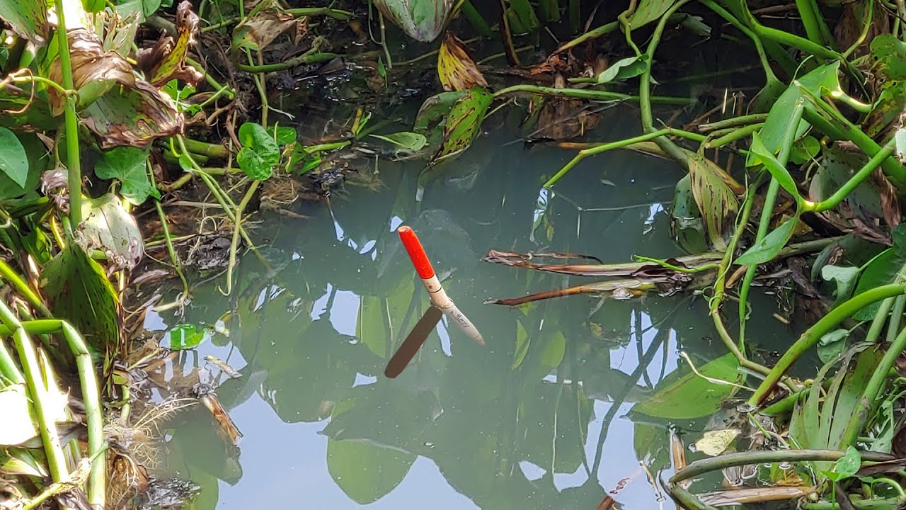 Câu Cá Ổ , Móc Lỗ Lục Bình Ao Hoang Đụng Bầy Cá Trê Quần Ổ Kéo Phao Liên Tục