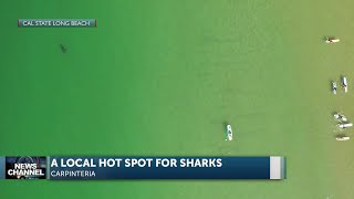 Great white shark study lists Carpinteria as 'hot spot' nursery for juveniles