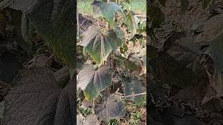 Downy mildew disease in cucurbits.#agriculture #disease