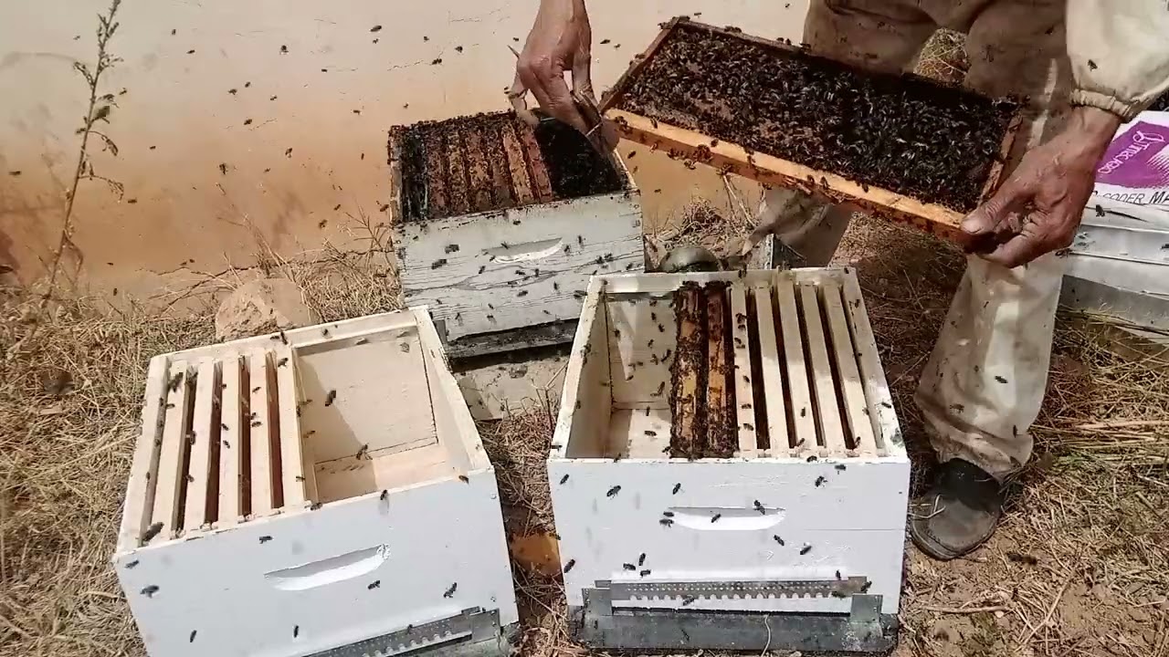 بعد خروج الملكة مع الطرد الاول .اسهل قسمة باستعمال بيوت الملكات بالتعادل. للمبتدئين تربية النحل .