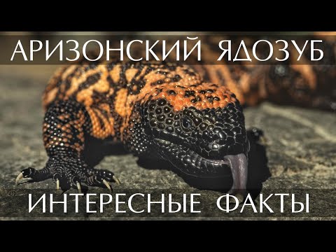 Аризонский ядозуб (Жилатье) - интересные факты