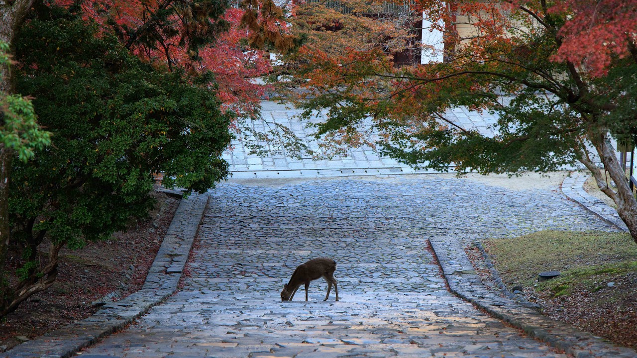 Nara Park in Autumn, Walking with Sacred Deer and Fall Leaves | Nara, Japan