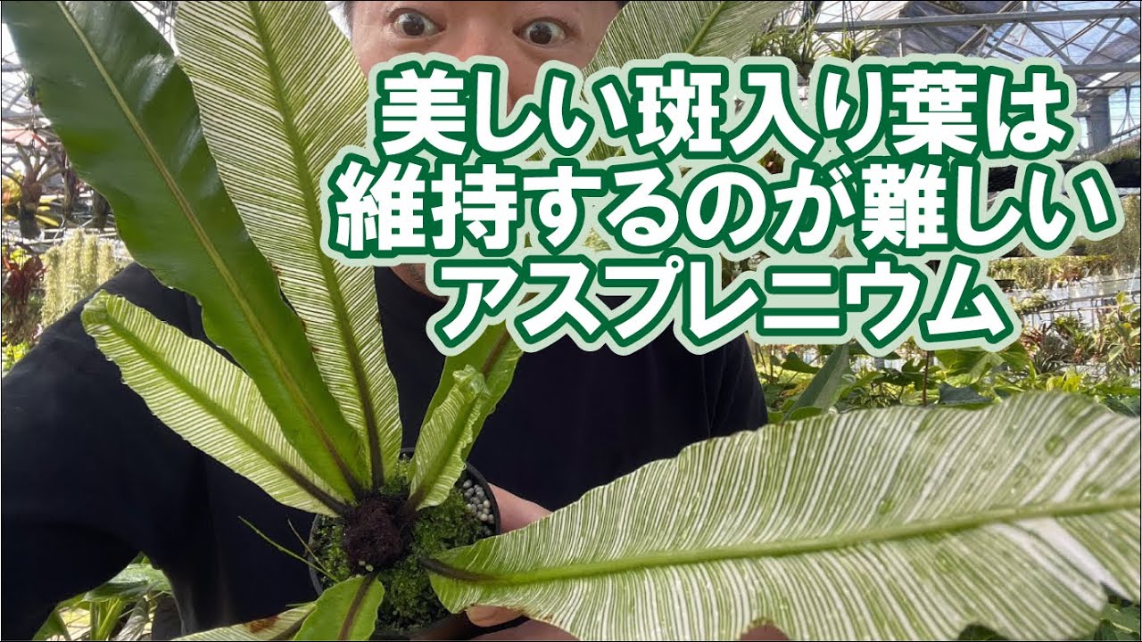 Houseplants] Is it difficult to maintain beautiful leaves