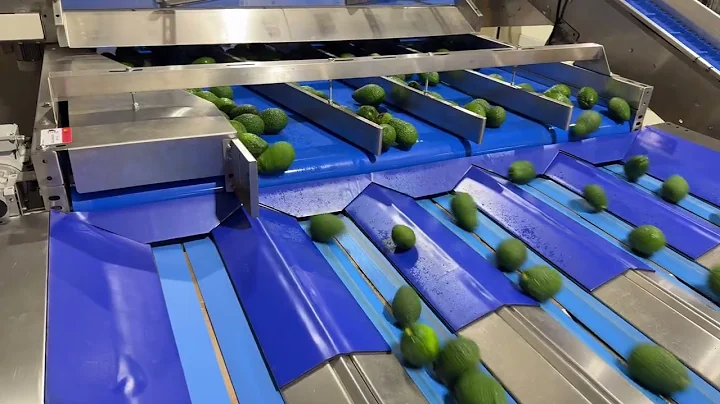 Scalvino Avocado Line