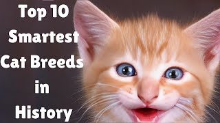 WORLD'S SMARTEST CAT BREEDS, RANKED