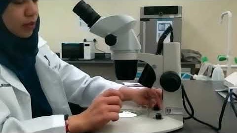 Stereomicroscope/Dissecting Microscope