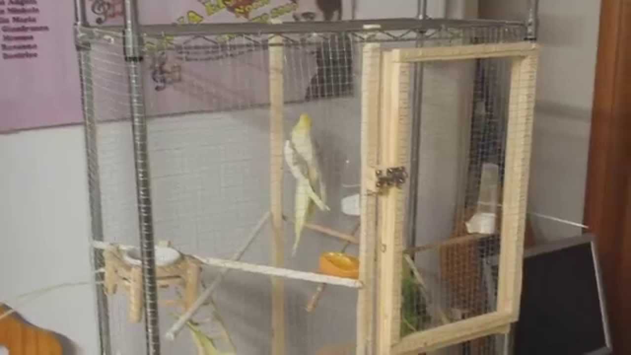 calopsite voliera fatta in casa calopsite voliera fatta in casa