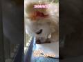 2026/5/25　ちゅーるタイム