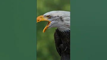 Eagle Sound Rimix 