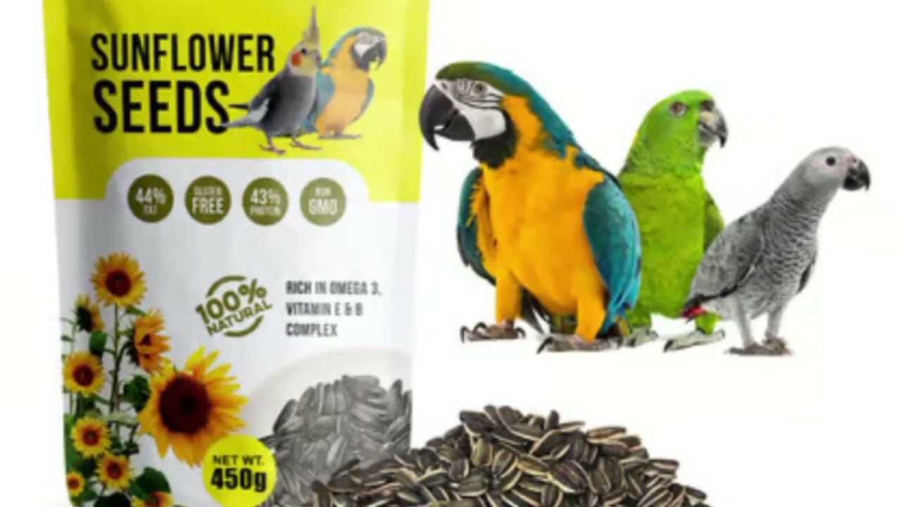 Parrots healthy food 😍🦜|| breeding season| Alexander parrot care information 