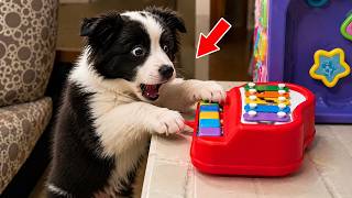 You Won't Believe These Funny Pet Moments and Animal Fails | Funny Pet Compilation 😂