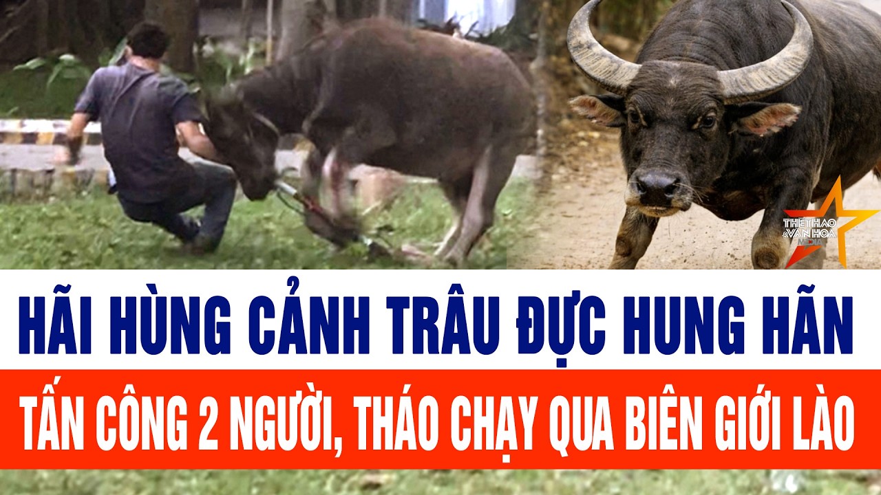Kinh hãi con trâu điên “vượt biên” xông vào tấn công người