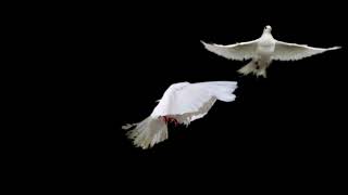 two white doves slow motion alpha matte SBV 307095870 HD 1