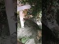 Оранжерея в ботаническом саду г.Минск