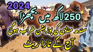 Sindhi Bachra Mandi price update||Malir Cow Mandi update||Mawashi Mandi update 2024