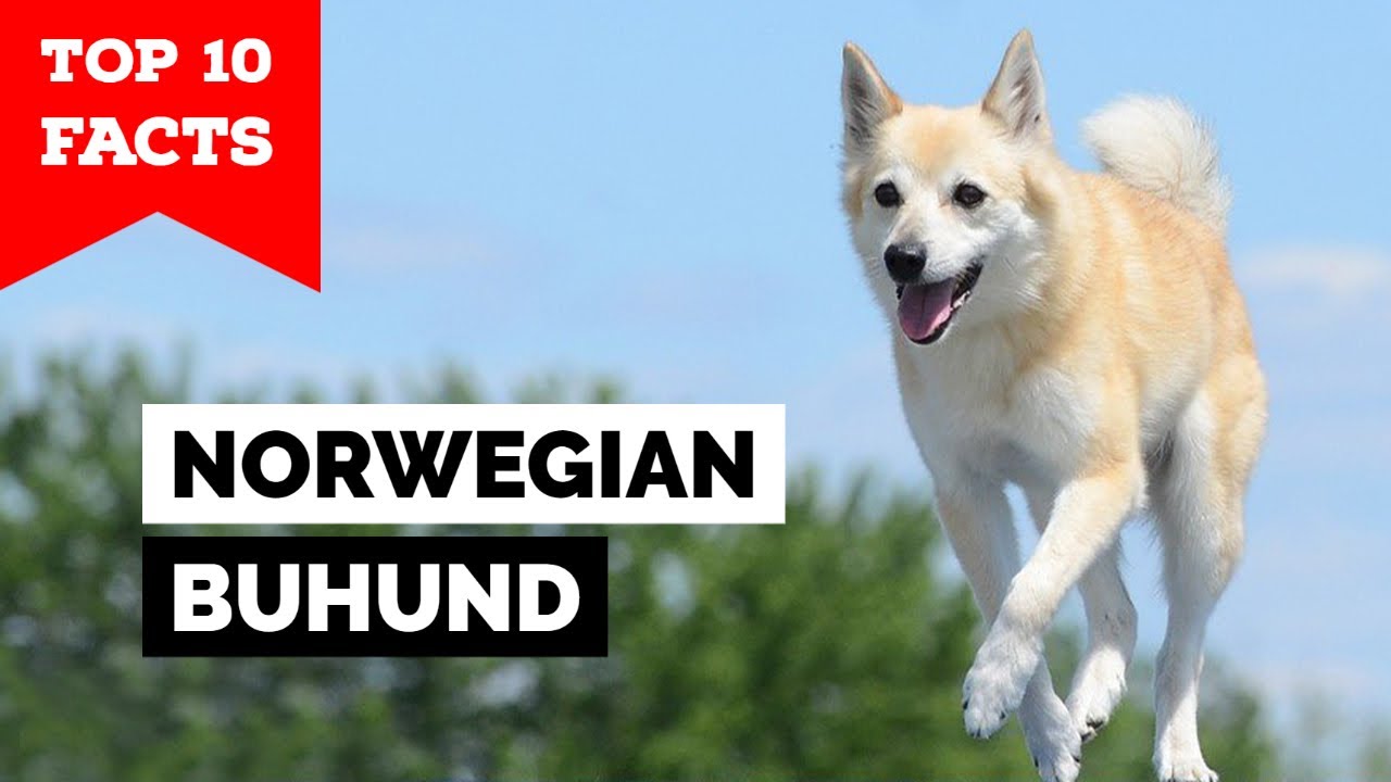 are norwegian buhunds good pets