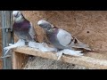 Uzbek Pigeons/Usbekische Tauben/Узбекские сиренивые носочубые