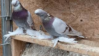 Uzbek Pigeons/Usbekische Tauben/Узбекские сиренивые носочубые