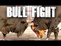 Traditional Bull Fighting in Fujairah