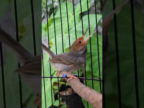 Prenjak langsung nyaut #prenjakgacor #sarjanakicau #birds