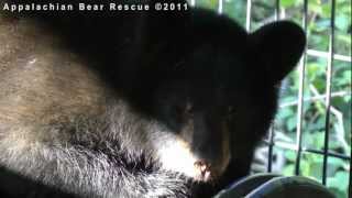 08 HRH on the Culvert Den-Sept 12 2011