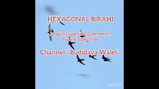 Viral Suara Burung Walet HEXAGONAL BIRAHI Pemutus Jalur Lintasan. Cara Download ada di dalam Video..