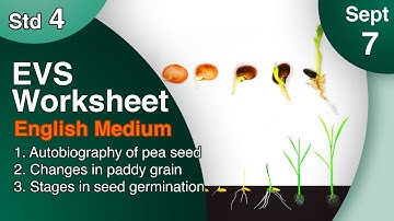 Class 4 EVS Worksheet English Medium September 7 itsvicters