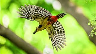 Raising young of the Great Spotted Woodpecker. 오색딱따구리의 육추