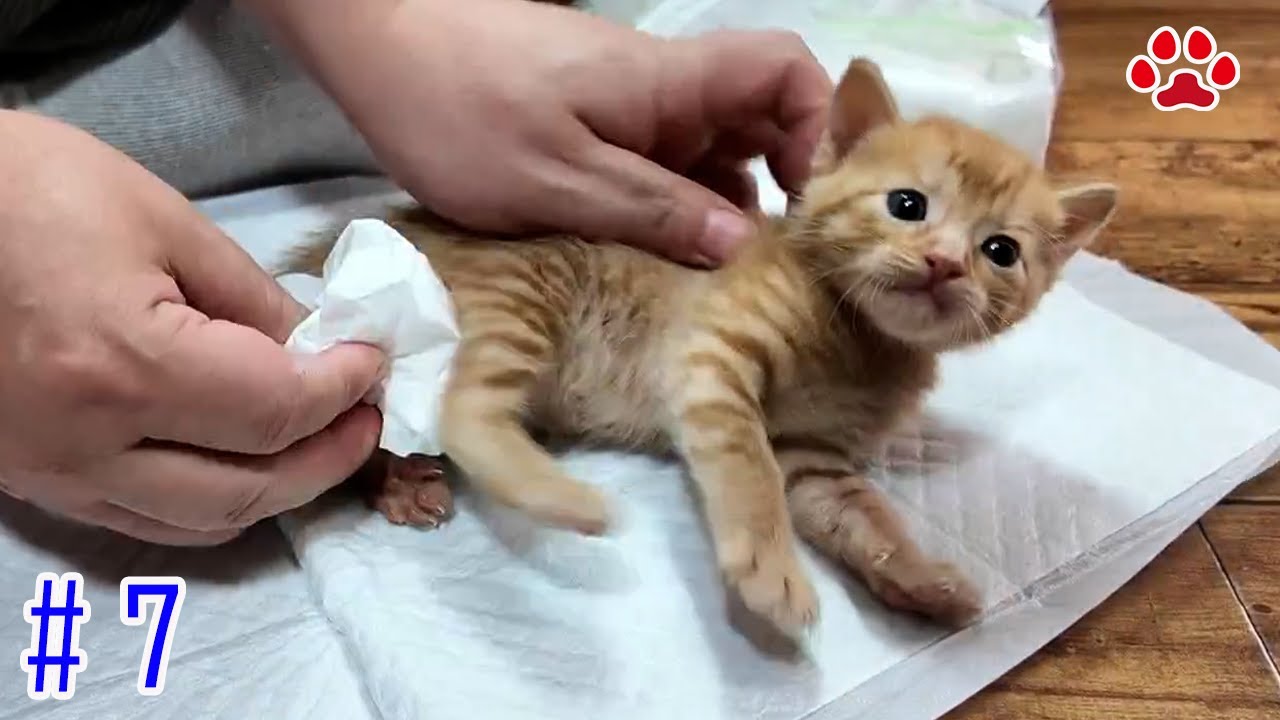 生後23日、マロンのおしっこが制御不能になった【瀬戸の3兄弟日記】