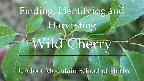 Wild Cherry - How to find, identify, locate, and process Wild Cherry Syrup