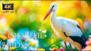 4K VIDEO UHD - Stork Sound - Relaxing Music | Bird Melodies