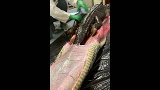 5-foot alligator found in the body of an 18-foot Burmese python
