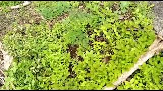 story wa Suasana pagi hari di desa