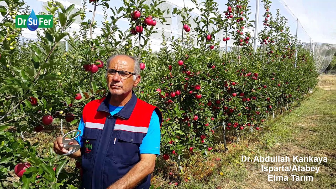 Dr.Abdullah Kankaya - Elma Tarım Isparta / Atabey