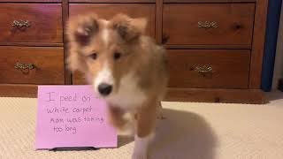 PUPPY MISCHIEF FUN | SHETLAND SHEEP DOG SHELTIE