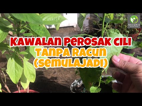 KAWALAN PEROSAK POKOK CILI TANPA RACUN KIMIA & RACUN ORGANIK (KAEDAH SEMULAJADI)