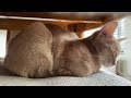Cat loaf bumps its head and goes back to sleep