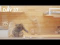 What Kittens Do When I'm Not There - Day 37 @ Baby Kittens Day 1 to Day 100 Lucky Paws Vlogs