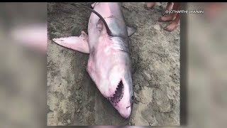 Dead Great White Shark Washes Ashore In Carlsbad