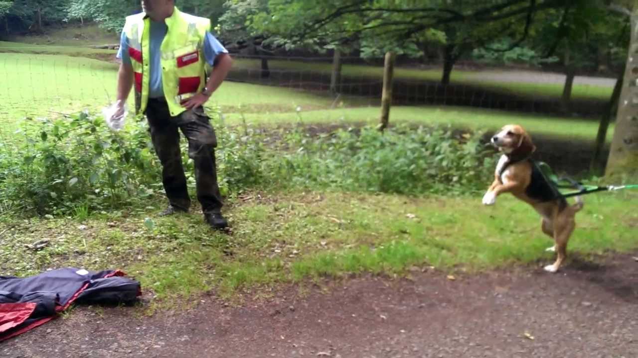 Mantrailing - Anfang - Kondi - 2. Traingseinheit