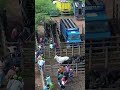 Feira do gado em Buíque -pe , imagens feitas por drone .