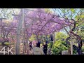【4K】Walking through the wisteria flowers at Kameido Tenjin | Japan, 2021
