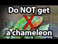 5 reasons why you should NOT get a chameleon