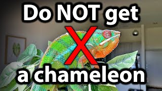 5 reasons why you should NOT get a chameleon