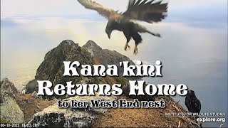 Kana&#39;kini Returns Home ~ 6/10/22 ~ Explore.org