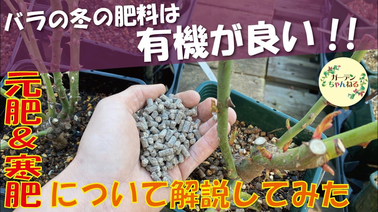 冬の肥料は 有機 が大事 バラの育て方解説 Youtube