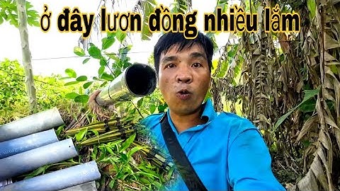 Đặt thử vài ống trúm mà dính lươn đồng thấy ham vũ heo