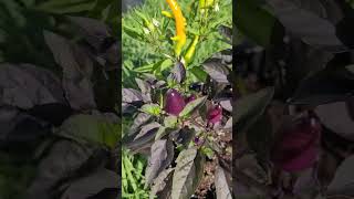 Corbaci Sweet Pepper Crossed With Midwest Midnight Eclipse